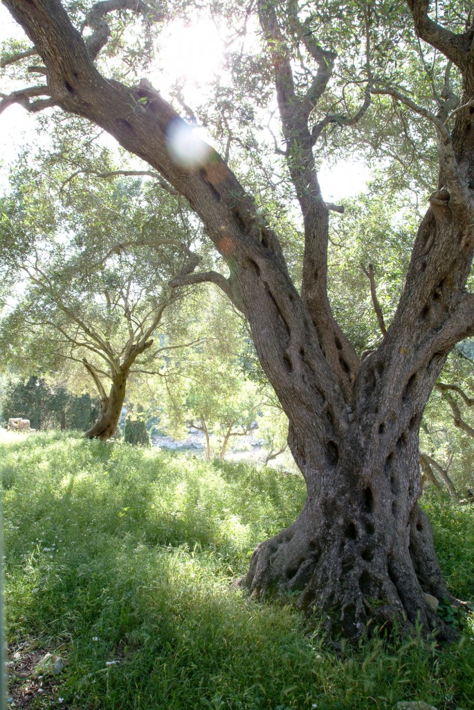 Paxos olive groves