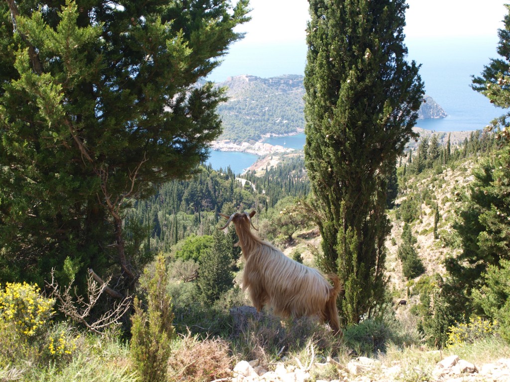 Grazing above Assos