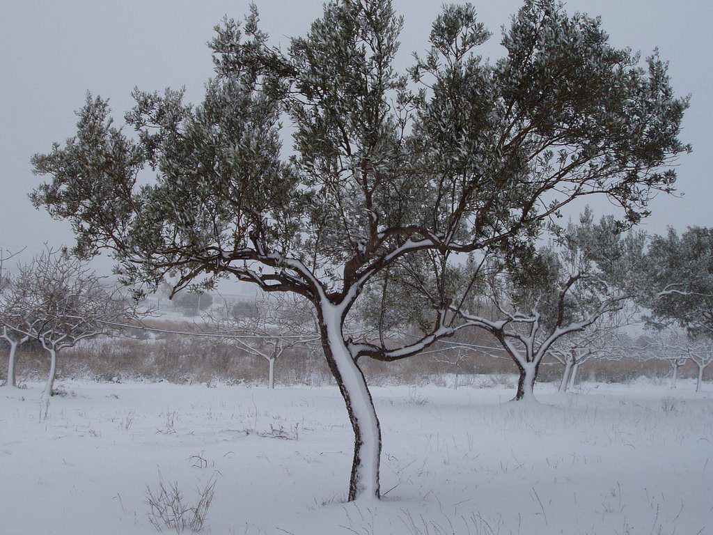 greece-olive-snow